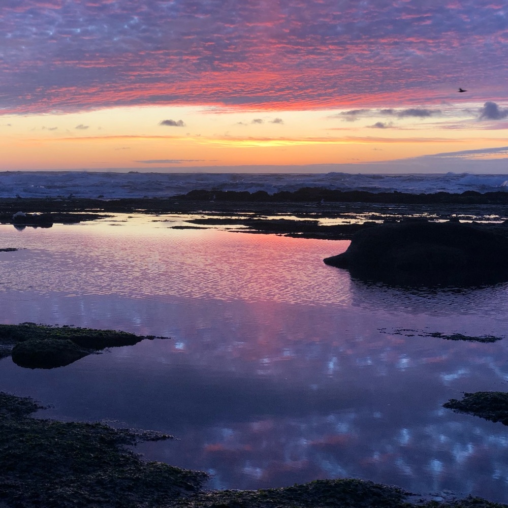 Meet your Posher, Phoenix